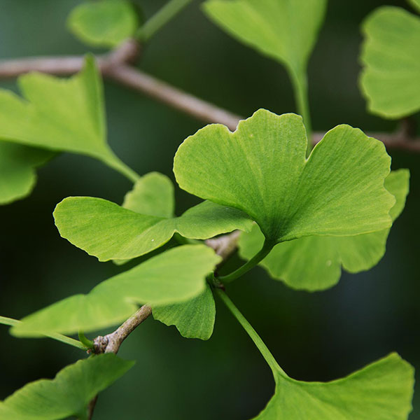 The ginkgo tree also known as the maidenhair tree