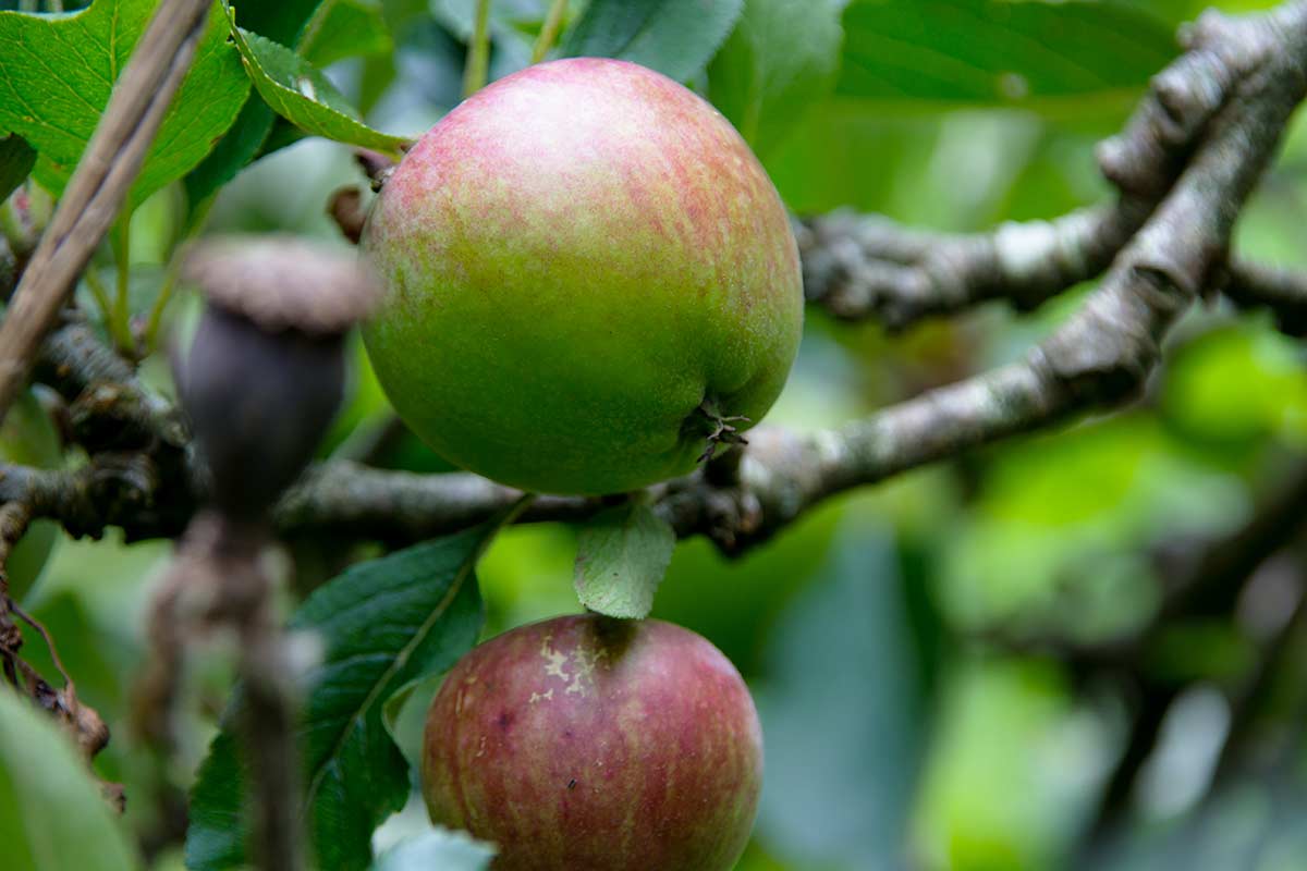 Apple tree fruiting in Magourney