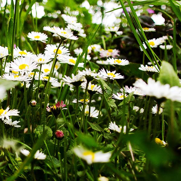 Daisies in Magourney