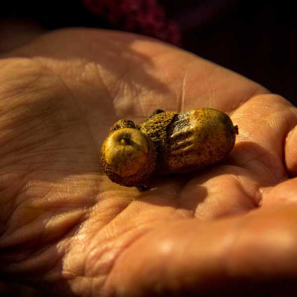 Acorn in the hand