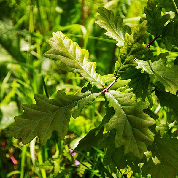 Oak leaves in the sunshine