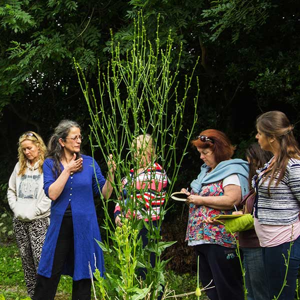 Nikki talking to a group with a large Chicory