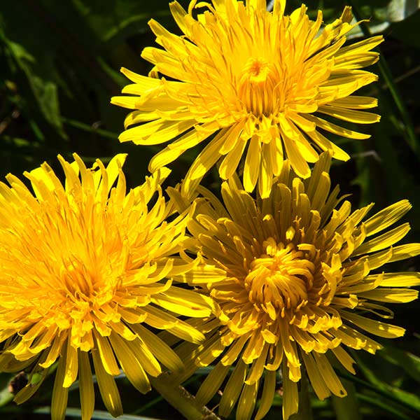 Dandelion in Magourney