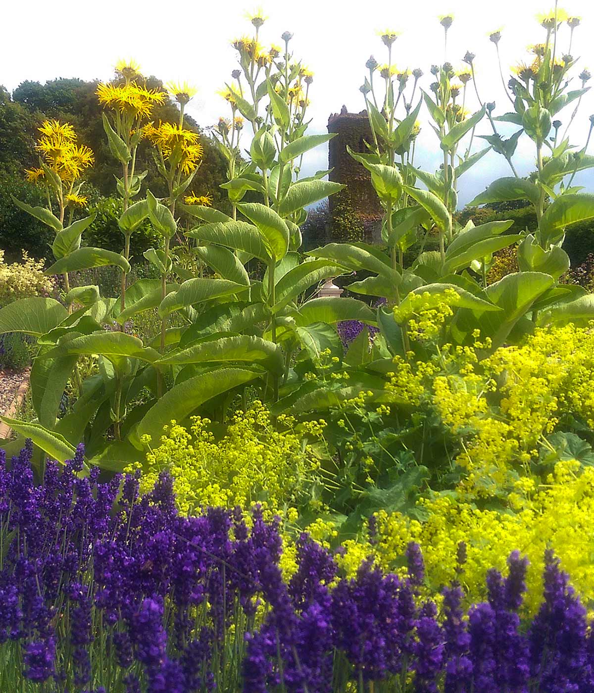 St Annes Physic Garden July 2017