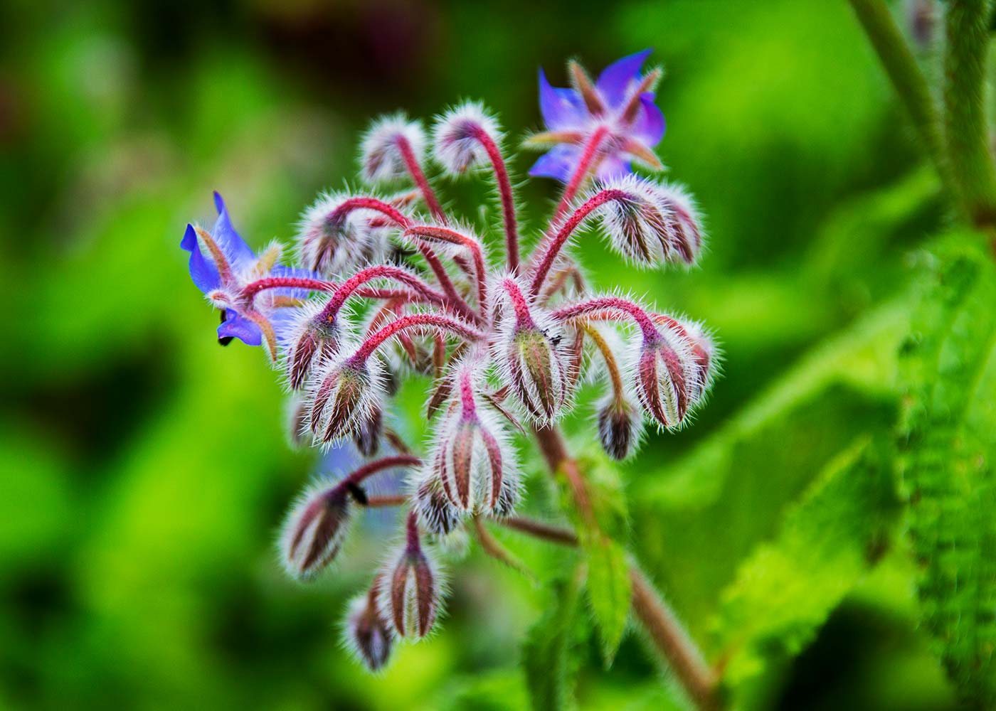 'Borago officinalis', Borage blooming in Magourney Garden Borage in flower