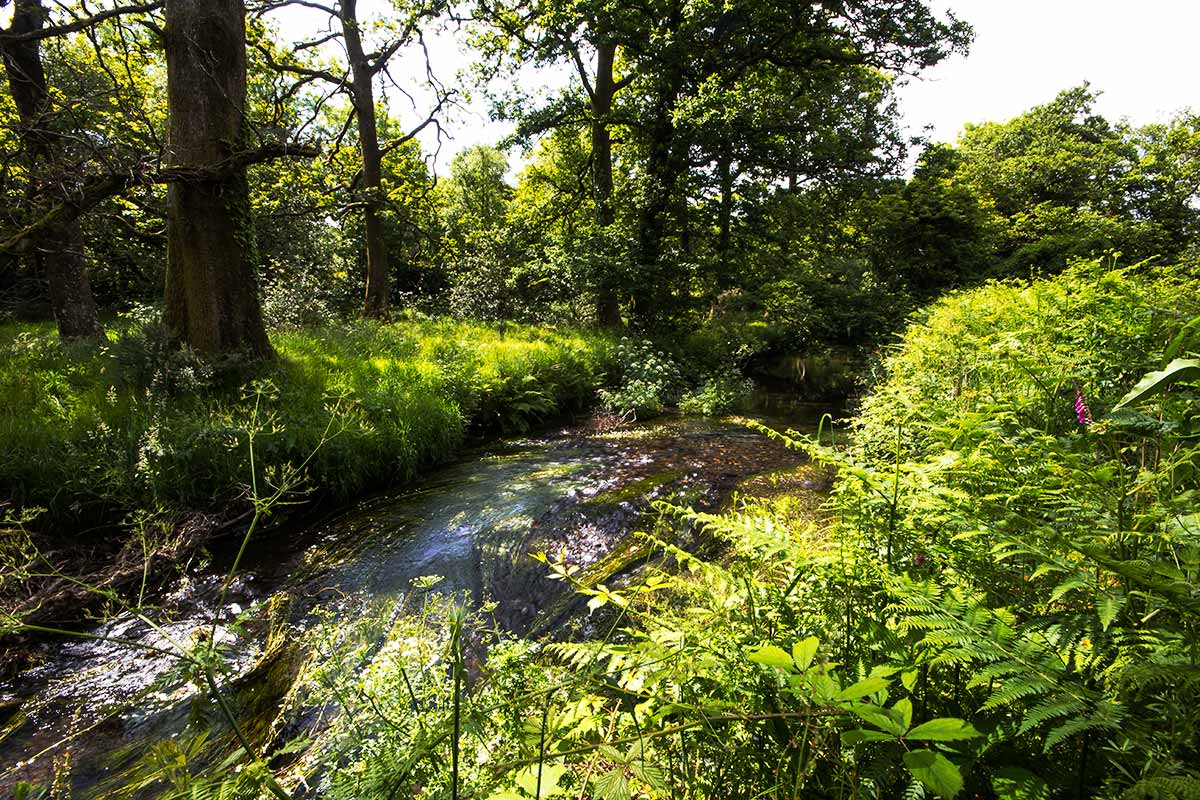 The River Bann, Hollyfort, Wexford