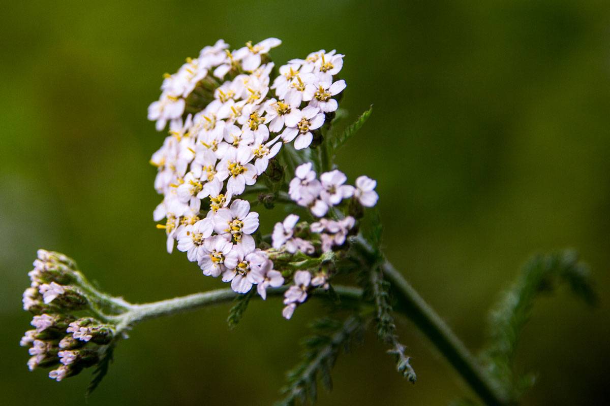 Yarrow in Magourney Garden Yarrow in Magourney Garden