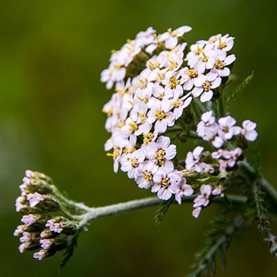 Yarrow in Magourney Garden