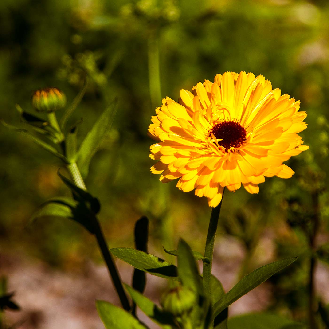 Marigold flower in Magourney Marigold flower in Magourney