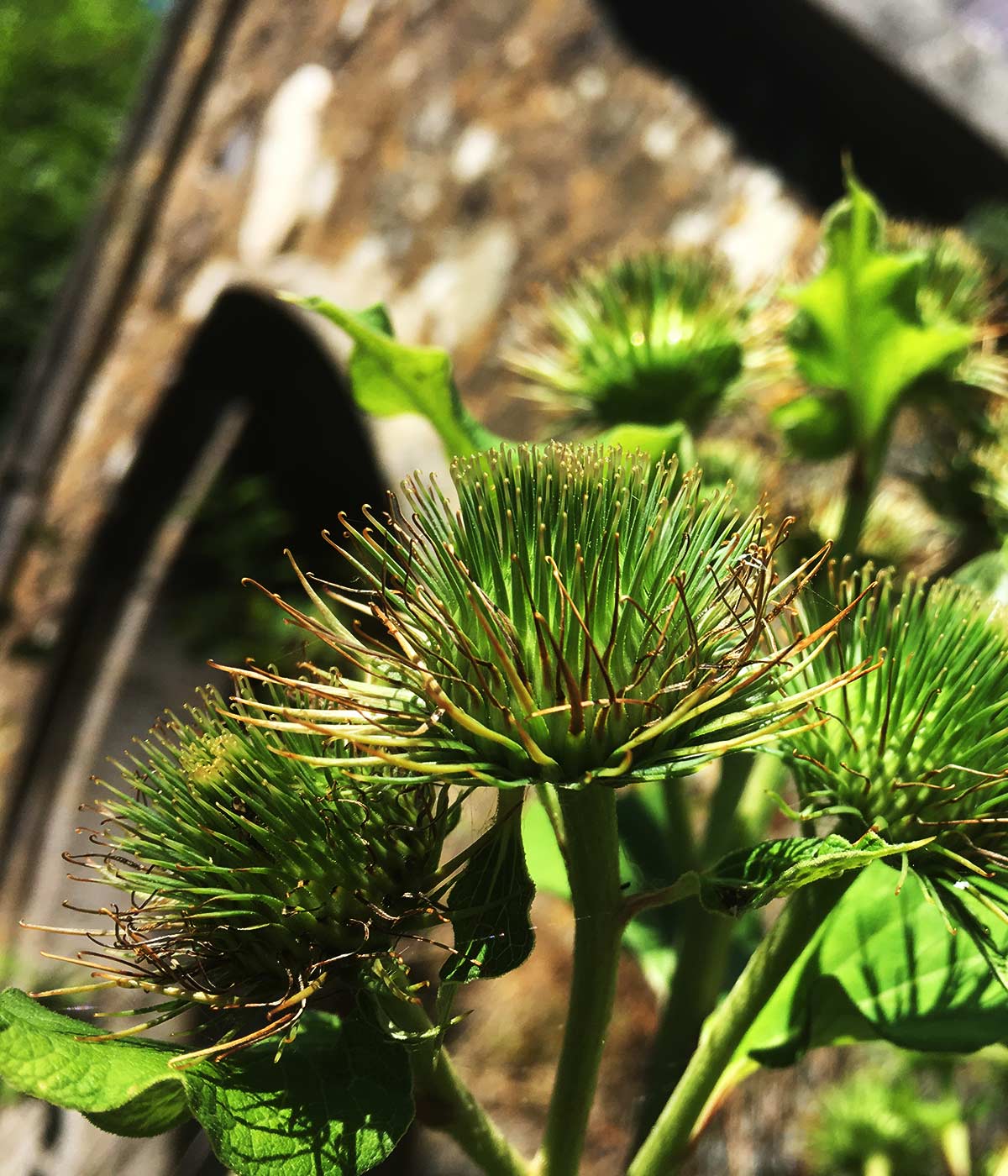 'Arctium Lappa', Burdock in Magourney Gardens Arctium Lappa, Burdock in Magourney Gardens