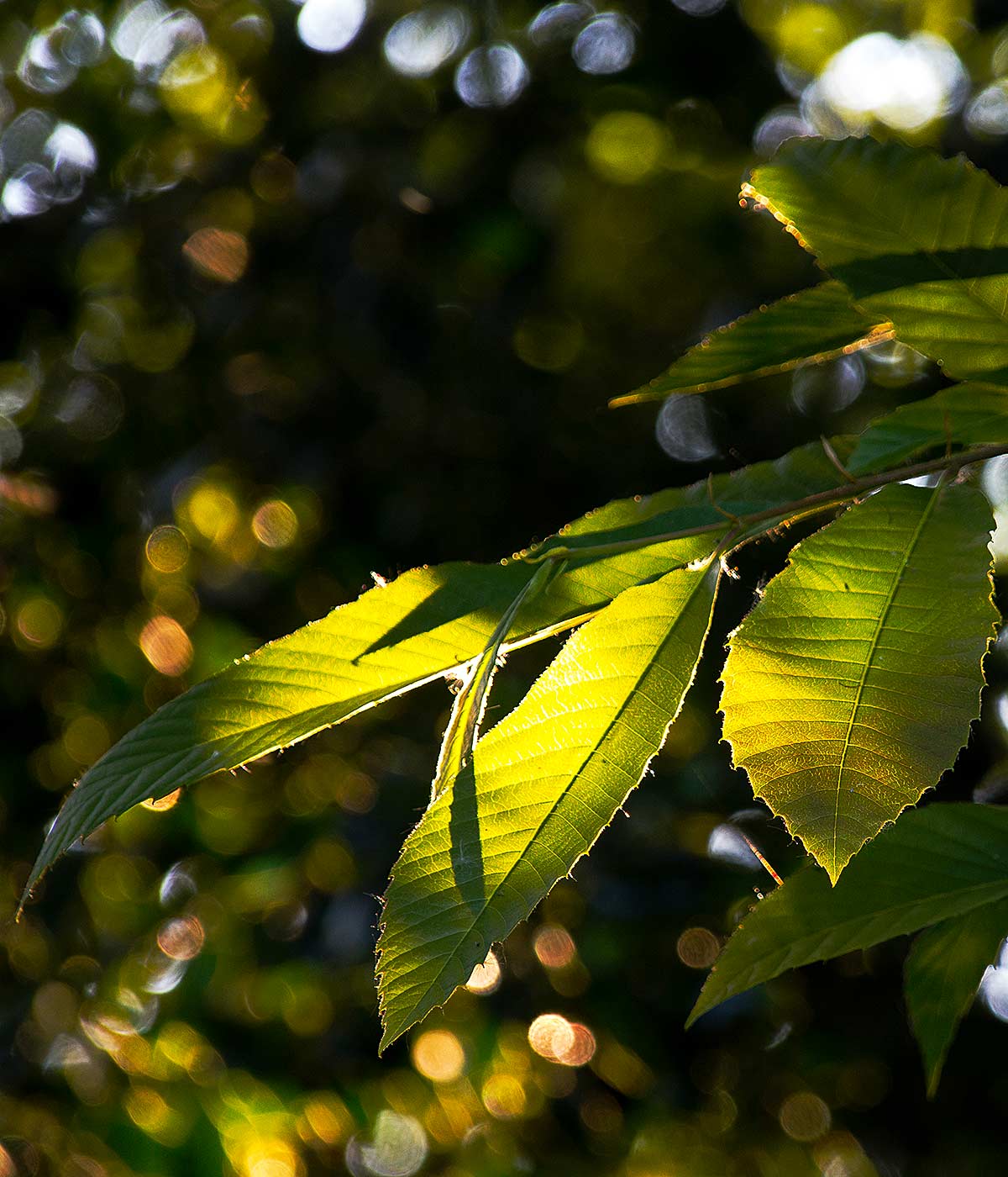 Spanish Chestnut in Magourney Gardens