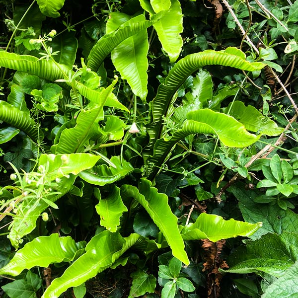 Hart's Tongue Fern