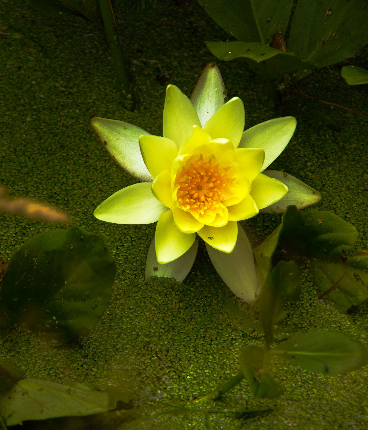 The beautiful face of the Lily in Magourney Gardens