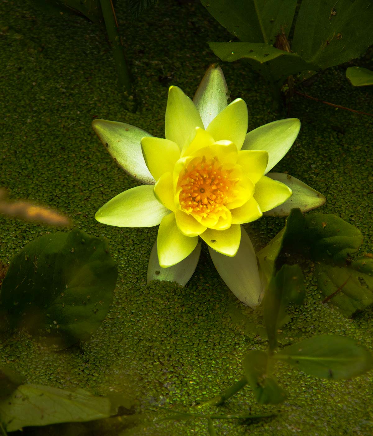 The beautiful face of the Lily in Magourney Gardens 