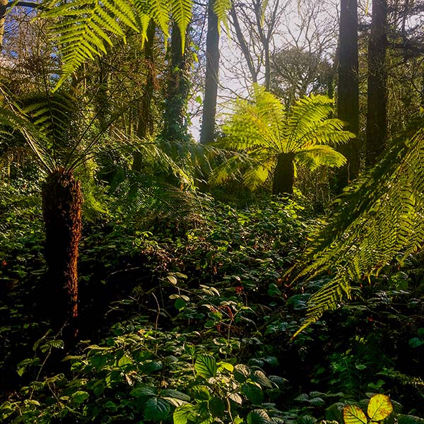 Tree Ferns in Blarney Castle Gardens in Cork