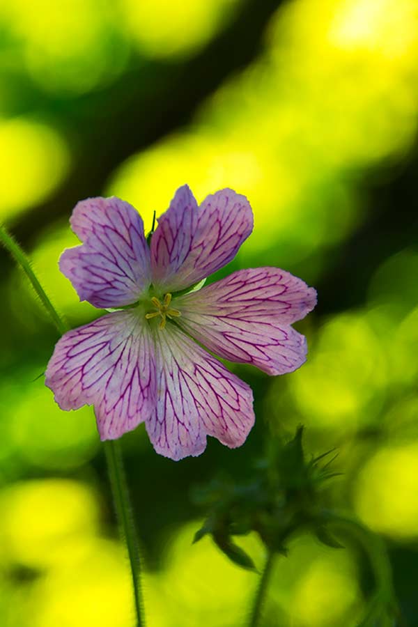 Pencilled Cranesbill on the banks of the River Bann