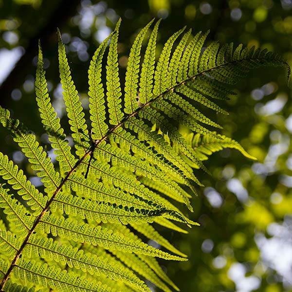 Fern on the banks of the River Bann