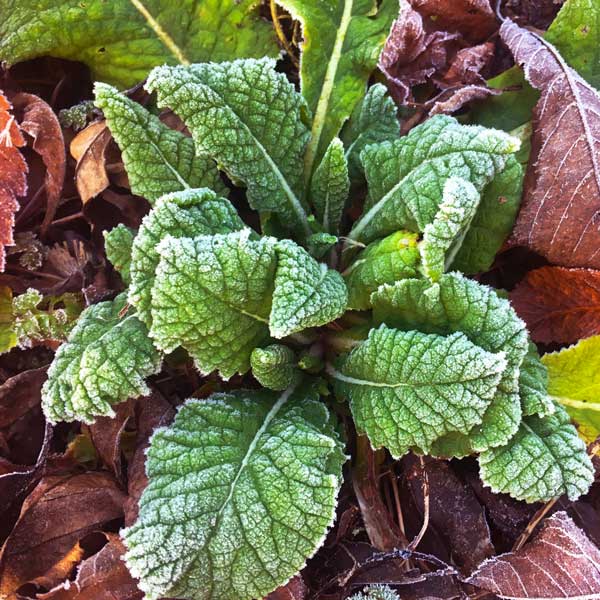 Frosty Primrose