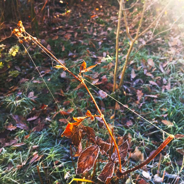 Frosted spider web