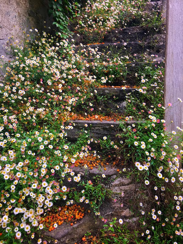 African Daisies on ancient stairs in Dartington Hall. 