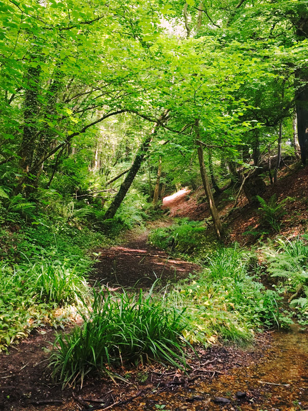 Glade in Waterrow, Taunton, England.