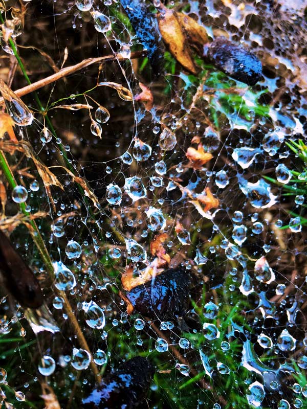 Raindrops on a spiders web