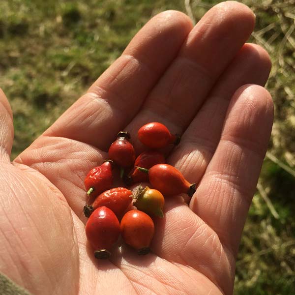 Rose hips in the palm of a human hand 