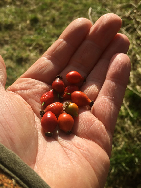 Rose hips in the palm
