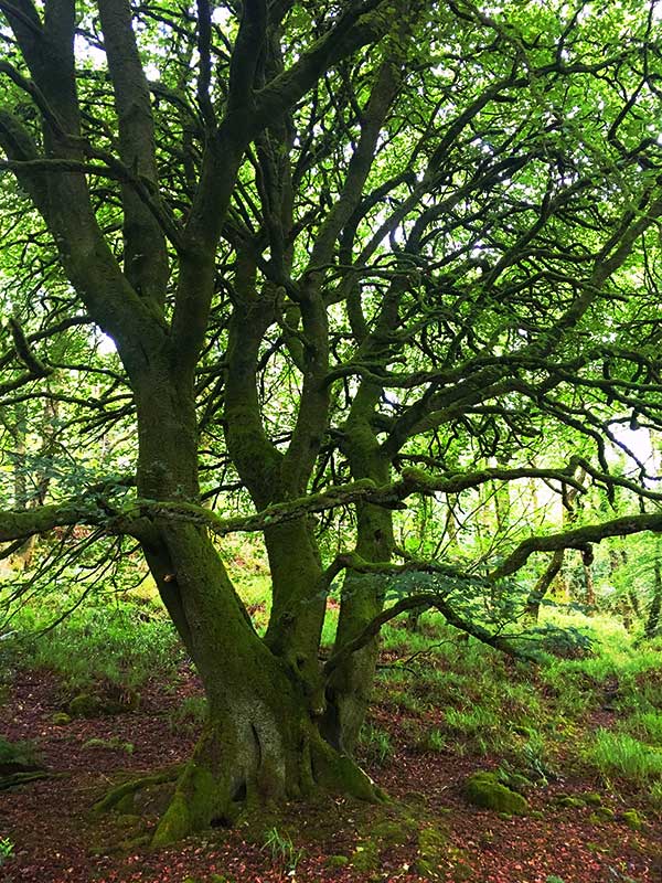 Dancing Beeches in Ballyvourney Woods