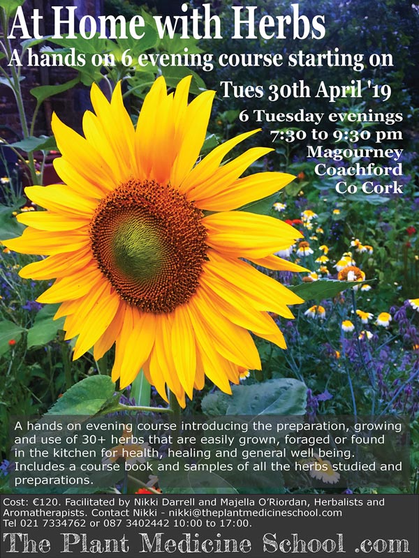 Sunflower smiling in the flowers, Magourney Gardens