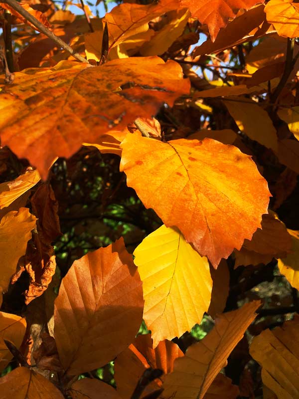 Beech hedge in Magourney