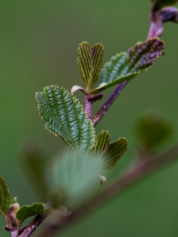 Alder coming into leaf in March - Hollyfort