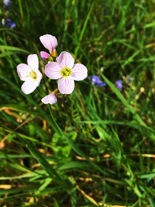 Cuckooflower or mayflower in the grass in Magourney