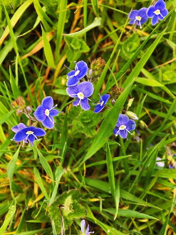 Forget-me-nots in the grass in Magourney