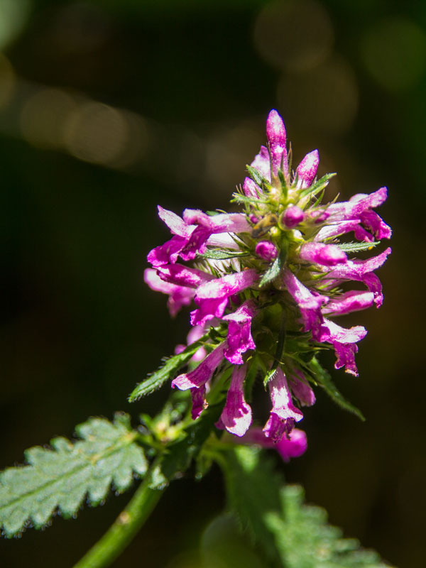 Wood betony flowering in Magourney Gardens
