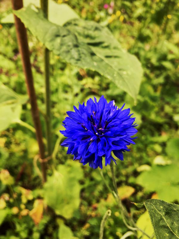 Cornflower blossom in Magourney Gardens