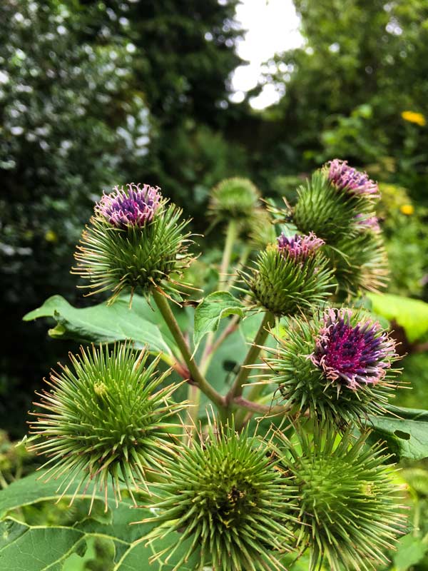 Burdock flowering in Magourney