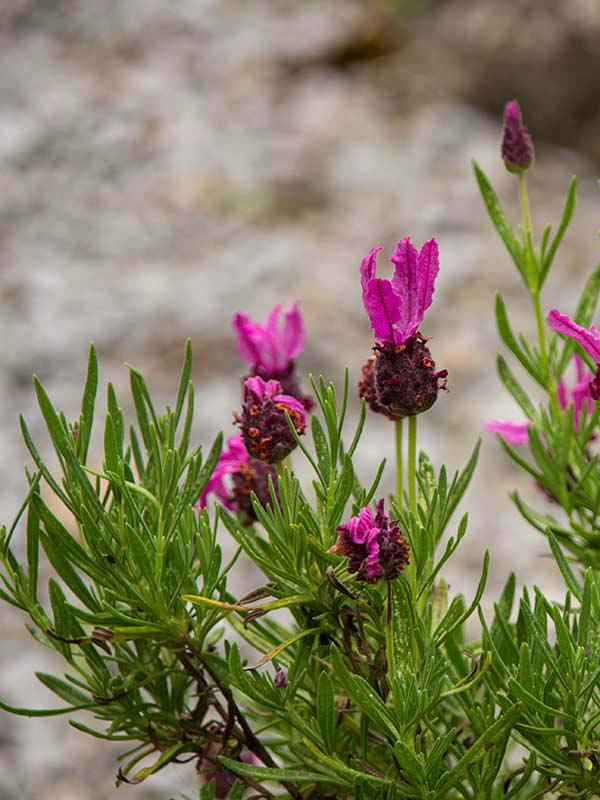 Lavender in flower