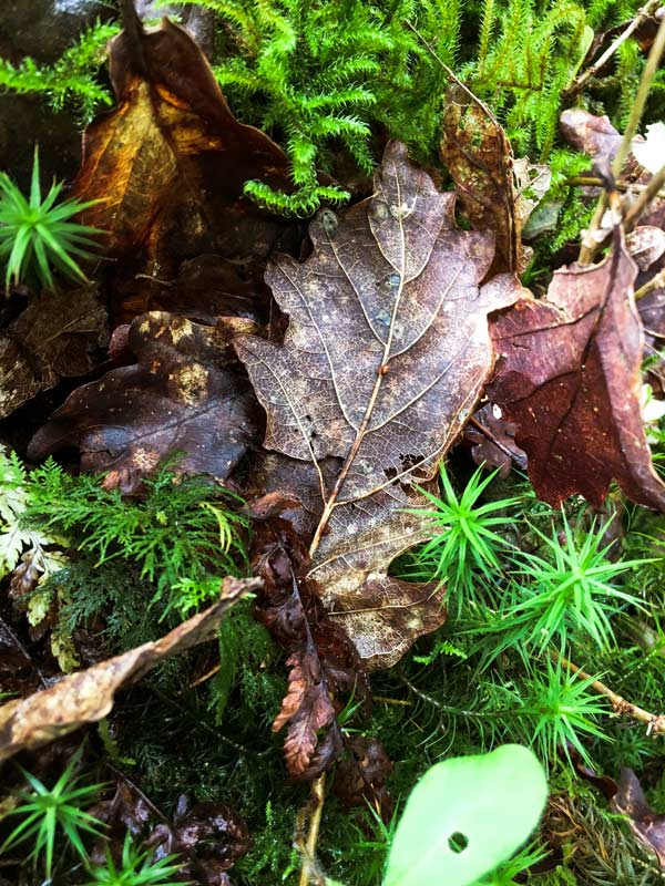 The forest floor among the oaks