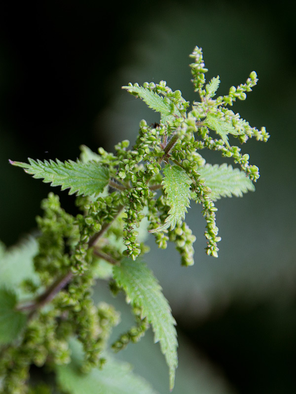 Nettle seeding in August to September 