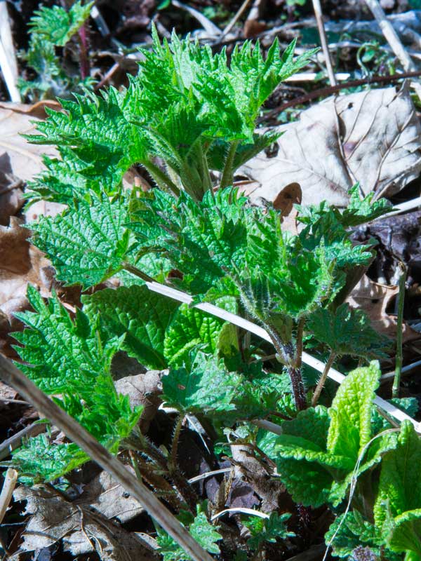 Young nettles shooting in Spring
