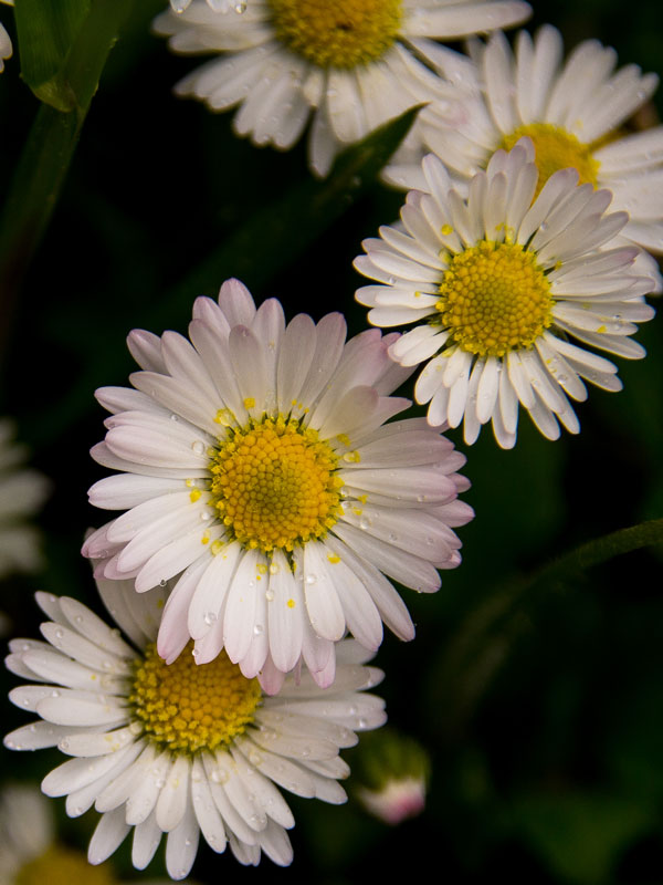 Daisies