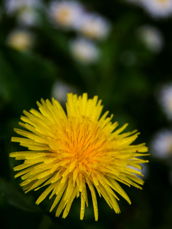 Dandelion