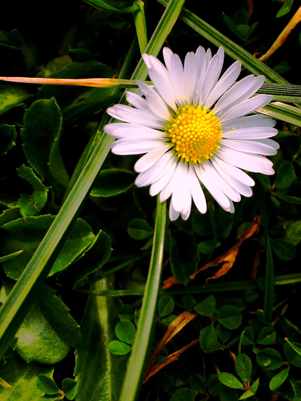 The Daisy