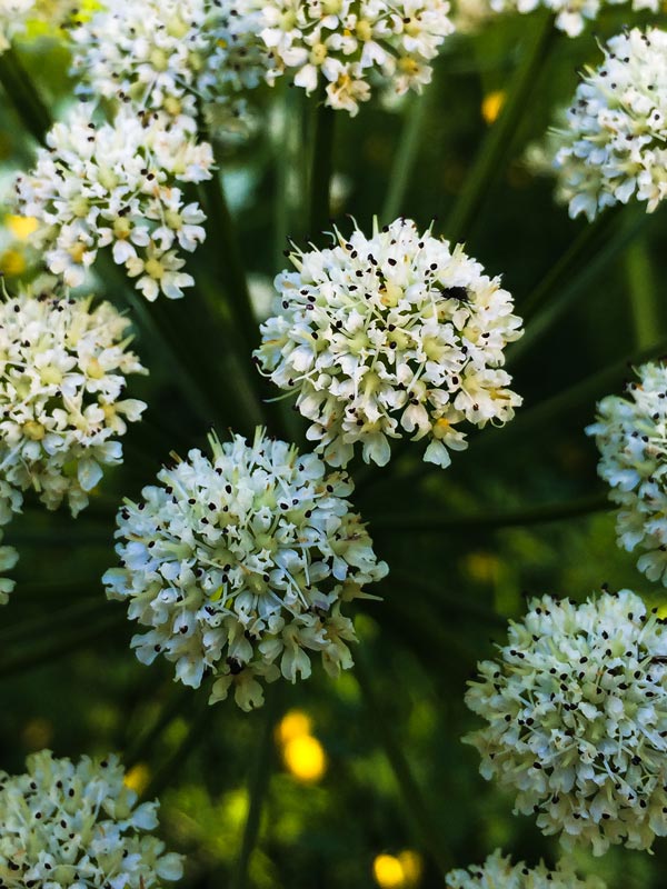 Little beings on Wild Angelica flower in the meadow