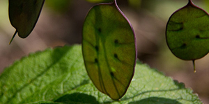 Honesty seed pods