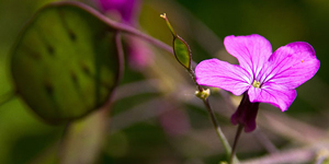 Honesty in flower