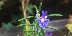 Rosemary in flower