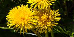 Dandelion flowers