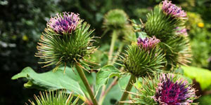 Burdock flowers